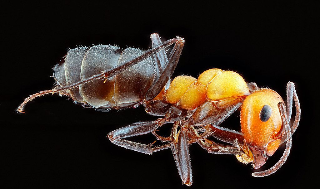 Ant Control service in Conway, AR