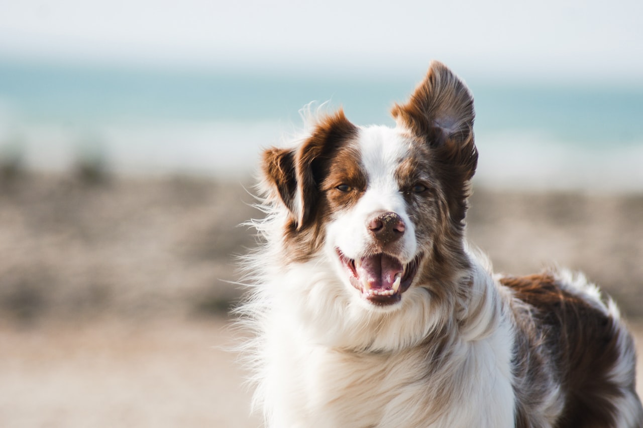 Flea & Tick Control service in Conway, AR
