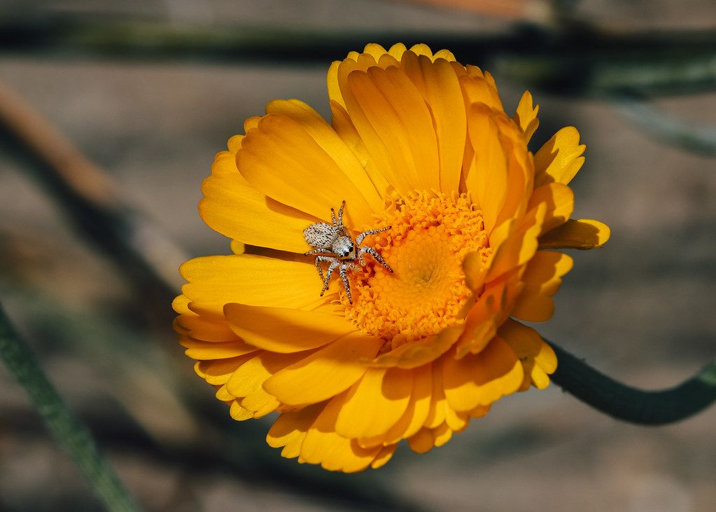 Spider Control service in Conway, AR